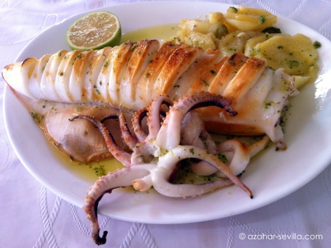 maricuchi squid